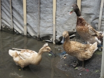 Бали и Гили в марте 2012 – 11 дней. Маршрут, цены, впечатления