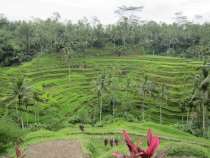 Бали и Гили в марте 2012 – 11 дней. Маршрут, цены, впечатления