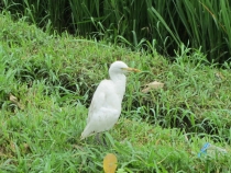 Бали и Гили в марте 2012 – 11 дней. Маршрут, цены, впечатления