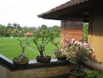 Бали и Гили в марте 2012 – 11 дней. Маршрут, цены, впечатления