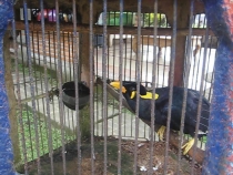 Бали и Гили в марте 2012 – 11 дней. Маршрут, цены, впечатления