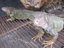 Бали и Гили в марте 2012 – 11 дней. Маршрут, цены, впечатления