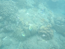 Бали и Гили в марте 2012 – 11 дней. Маршрут, цены, впечатления