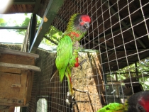 Бали и Гили в марте 2012 – 11 дней. Маршрут, цены, впечатления