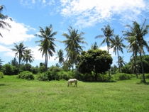 Бали и Гили в марте 2012 – 11 дней. Маршрут, цены, впечатления