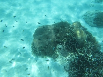 Бали и Гили в марте 2012 – 11 дней. Маршрут, цены, впечатления