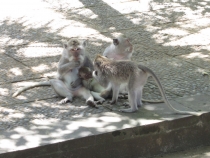 Бали и Гили в марте 2012 – 11 дней. Маршрут, цены, впечатления