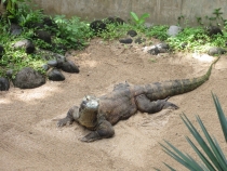 Бали и Гили в марте 2012 – 11 дней. Маршрут, цены, впечатления