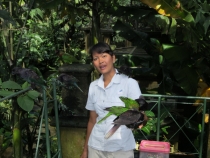 Бали и Гили в марте 2012 – 11 дней. Маршрут, цены, впечатления