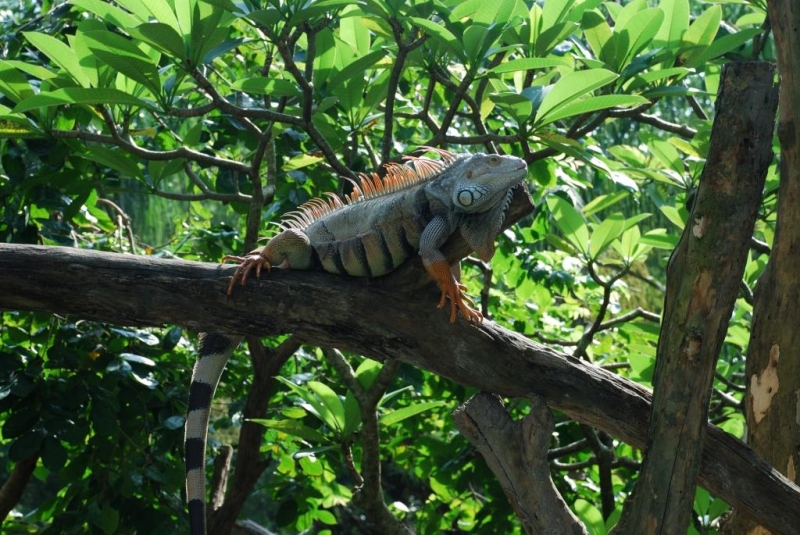 สวนสัตว์เปิดเขาเขียว Khao Kheow Open Zoo