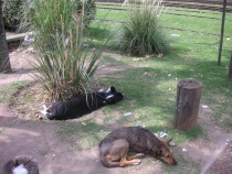 На родине танго