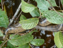 Kuyabeno