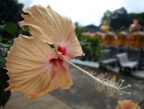 храм в тайланде, монастырь в тайланде, тайский храм, Чантабури