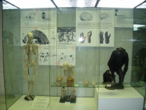 Москва, один день.Музей Дарвина + Усадьба Воронцово.