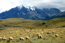 barani