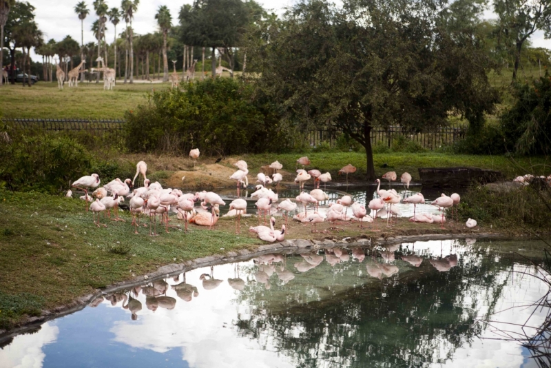 Трансатлантика на HAL Ryndam в нобре 2011, или «Wash your hands thoroughly!»