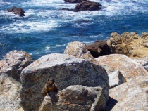 California Highway 1/Big Sur, Июнь 2012, Фотоотчет California Highway 1/Big Sur, Июнь 2012, Фотоотчет