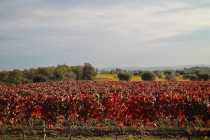 Золотые холмы Тосканы.