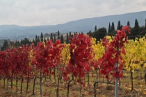 Золотые холмы Тосканы.