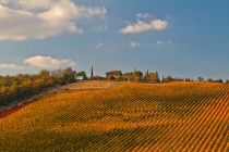 Золотые холмы Тосканы.