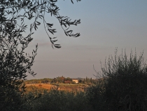 Золотые холмы Тосканы.