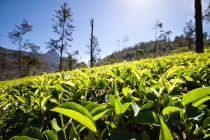 Цейлон или 9 дней на острове чая, Май 2012 (с фото)