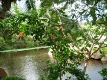 Сейшелы (Маэ, Праслин, Ла Диг) с 14 по 25 мая 2012 года