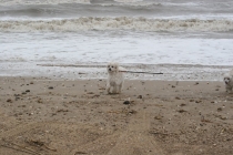 Мексика и дорога к ней (США)