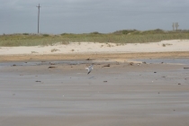 Мексика и дорога к ней (США)