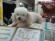 Первое самостоятельное путешествие  Koh Chang,Koh Kood, Бангкок июнь 2012 г