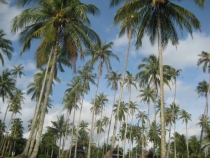 Первое самостоятельное путешествие  Koh Chang,Koh Kood, Бангкок июнь 2012 г