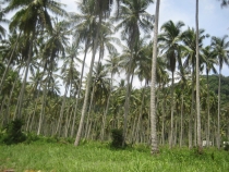 Первое самостоятельное путешествие  Koh Chang,Koh Kood, Бангкок июнь 2012 г