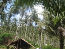 Первое самостоятельное путешествие  Koh Chang,Koh Kood, Бангкок июнь 2012 г