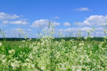 Храм Покрова на Нерли.