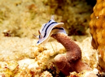 голожаберние