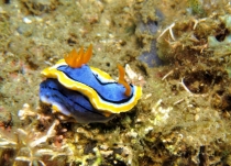 голожаберник