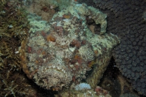 рыба-камень