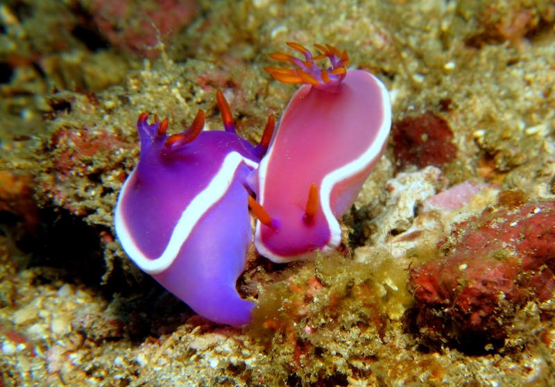 голожаберники