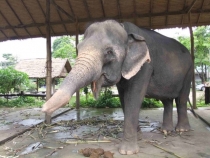 май 2012 Бангкок - Ко Чанг - Паттайя - Бангкок