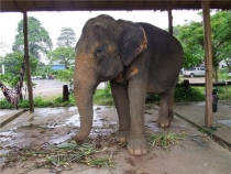 май 2012 Бангкок - Ко Чанг - Паттайя - Бангкок