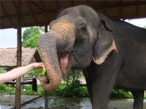 май 2012 Бангкок - Ко Чанг - Паттайя - Бангкок