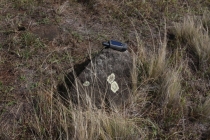 Сложный клад