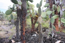 Сложный клад