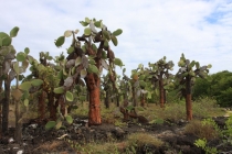 Сложный клад