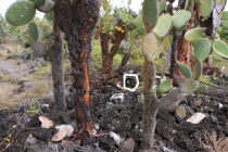 Сложный клад