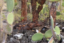 Сложный клад