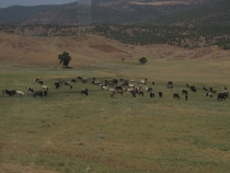 Турция и ничего кроме Турции.