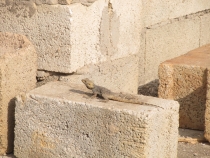 Турция и ничего кроме Турции.