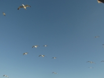 Турция и ничего кроме Турции.