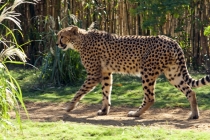 Трансатлантика на HAL Ryndam в нобре 2011, или «Wash your hands thoroughly!»